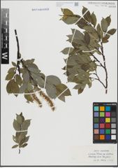 Foto von Salix hastata L.